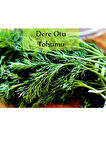 Dere Otu Tohumu 1 Paket (10gr=5000+ Adet) Gönen Dere Otu Tohumu
