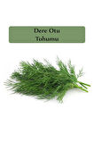Dere Otu Tohumu 1 Paket (10gr=5000+ Adet) Gönen Dere Otu Tohumu