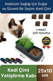 Premium Seri Hidroponik Topraksız Doğal 5 Adet Tohum Hediyeli Kedi Çimi Yetiştirme Kabı 25 x 10 cm