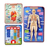 3 Set -106 Parça Tox İç Organlar , İskelet  Sistemi ve Takvimi Öğreniyorum Keçe Cırtlı Duvar Panoları , Eğitici Oyuncak