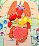 3 Set -106 Parça Tox İç Organlar , İskelet  Sistemi ve Takvimi Öğreniyorum Keçe Cırtlı Duvar Panoları , Eğitici Oyuncak