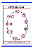 MİTOZ LEVHASI (70X100 CM)