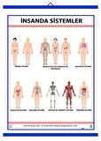 İNSANDA SİSTEMLER LEVHASI (70X100)