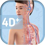 Humanoid 4D+