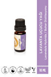Lavanta Uçucu Yağı Lavandula angustifolia - 10ml