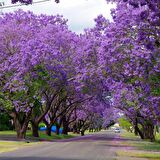 Jacaranda (Jakaranda) Ağacı Tohumu (5 Tohum)