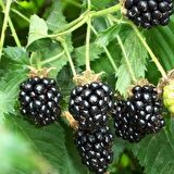 Tüplü Aromalı Dikensiz Bursa-1 Böğürtlen Fidanı
