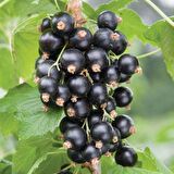 Tüplü Aromatik Siyah Rosenthals Frenk Üzümü Fidanı