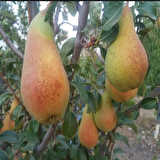 Tüplü Aşılı Aromalı Abete Fetel Armut Fidanı