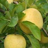 Tüplü Aşılı Aromalı Leziz Bol Sulu Yarı Bodur  Golden Elma Fidanı