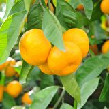 Tüplü Aşılı Hoş Kokulu Bol Verimli Rize Satsuma Mandalina Fidanı