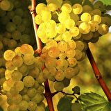 Tüplü Hoş Kokulu Aromatik Chardonnay Üzüm (Asma-Bağ) Fidanı