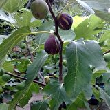 Tüplü Karadeniz Patlıcan İnciri Fidanı