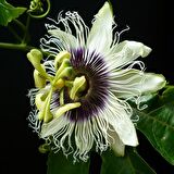 Tüplü Pasiflora Edulis Maruçya Fidanı