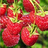 Tüplü Willamette Kokulu Ahududu Fidanı