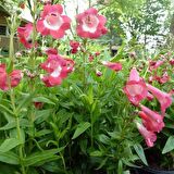 Ağlayan Pembe Renkli Penstemon Çiçeği Tohumu(100 tohum)
