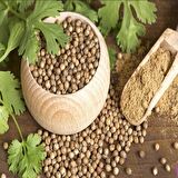 Aşotu(Kişniş Otu) Tohumu(50 tohum)