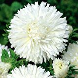 Bellis Perennis Beyaz Ponpon İngiliz Çayır Papatyası Çiçeği Tohumu(100 tohum)