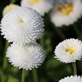 Bellis Perennis Beyaz Ponpon İngiliz Çayır Papatyası Çiçeği Tohumu(100 tohum)