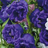 Calycanthema ‘Cup & Saucer’ Campanula Karışık Çan Çiçeği Tohumu (100 Tohum)
