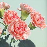 Chabaud Pure Rose Karanfil Çiçeği Tohumu(70 adet)