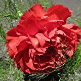 Chabaud Pure Rose Karanfil Çiçeği Tohumu(70 adet)