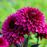 Dahlia Çiçekli Violet Quen Zinya Çiçeği Tohumu(40 tohum)