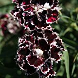 Dianthus Heddewigii Gaiety Katmerli İri Karanfil Çiçeği Tohumu(100 adet)