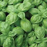 Dogal Green Flesh Geniş Yapraklı Aromatik Fesleğen Tohumu (50 tohum)