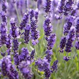 Lavandula Angustifolia Lavanta Çiçeği Tohumu(10 gram)