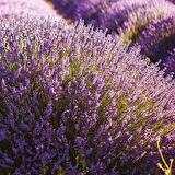 Lavandula Angustifolia Lavanta Çiçeği Tohumu(100 adet)