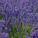 Lavandula Angustifolia Lavanta Çiçeği Tohumu(25000 tohum)