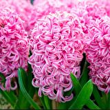 Pink Pearl Pembe Kokulu Hyacinthus Sümbül Soğanı (3 adet)