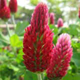 Red Love Trifolium Çiçeği Tohumu(50 tohum)