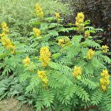 Senna Hebecarpa Çiçeği Tohumu(25 Tohum)
