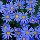 Sky Blue Aster Çiçeği Tohumu(100 tohum)