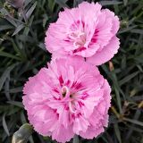 Soft Pembe La France Karanfil Çiçeği Tohumu(25 tohum)