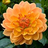 Super Yoga Elegans Orange Zinya Çiçeği Tohumu(40 tohum)