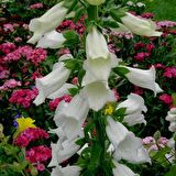 Sweet Lady Penstemon Çiçeği Tohumu(50 adet)