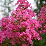 Tüplü Pembe Renkli Oya Ağacı Fidanı (30-60 cm)