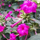 Violet Pink Akşam Sefası Çiçeği Tohumu(20 tohum)