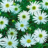 White Splendour Brachycome Çiçeği Tohumu (200 tohum)