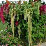 Yeşil Renkli Amaranthus(Horoz İbiği) Çiçeği Tohumu(50 tohum)
