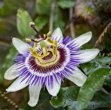 Mavi Çiçek Açan Çarkıfelek (Passiflora Sarmaşığı) Çiçeği Fidanı