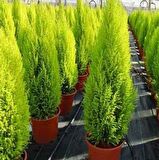 Tüplü Özel Ürün Limoni Servi Fidanı (10 adet 20-40 cm)