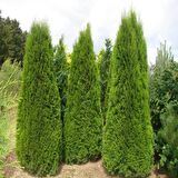 Tüplü Batı Mazısı Fidanı (60-80cm)