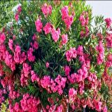 Tüplü Pembe Katmerli Çiçekli Zakkum Fidanı (150-200 cm)