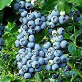 Tüplü Bluecropt Yaban Mersini Likapa Fidanı