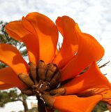 Erythrina Caffra Mercan Ağacı Fidanı Özel Tür