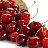 Tüplü Yarı Bodur Kütahya Vişne Fidanı